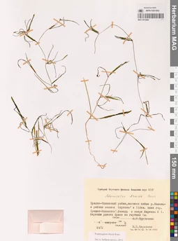 MAG 0015884
