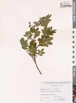MAG 0015887