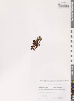 MAG 0015895