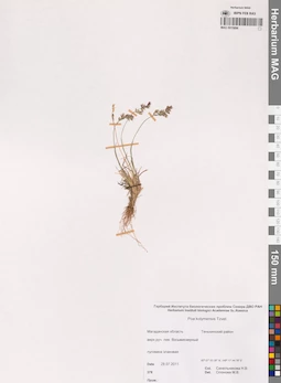 MAG 0015896