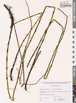 MAG 0015899
