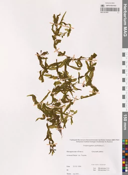 MAG 0015902