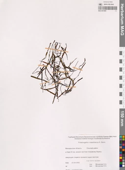 MAG 0015909
