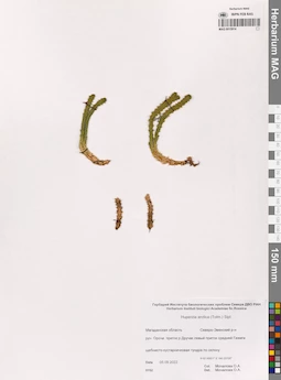 MAG 0015914