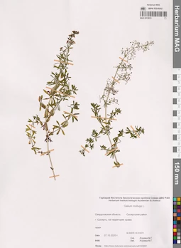 MAG 0015915