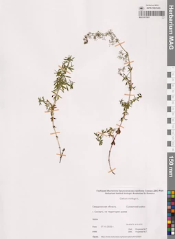 MAG 0015921