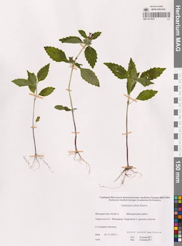 MAG 0015923