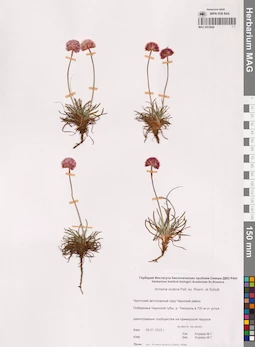 MAG 0015924