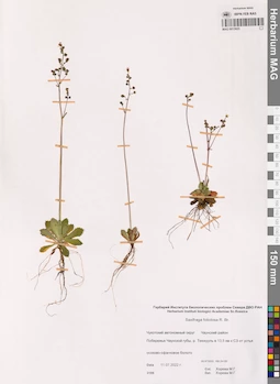 MAG 0015925
