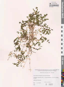 MAG 0015928