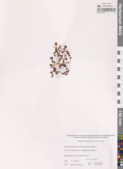 MAG 0015929