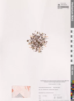 MAG 0015930