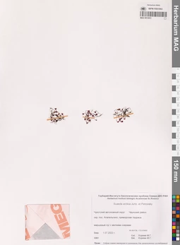 MAG 0015931