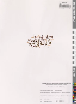 MAG 0015932