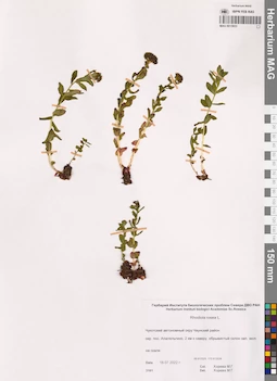 MAG 0015933