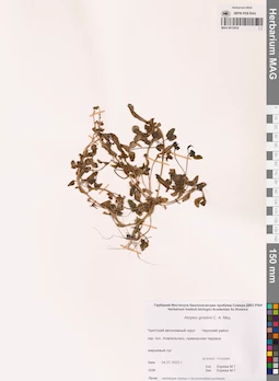 MAG 0015934