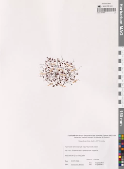 MAG 0015935
