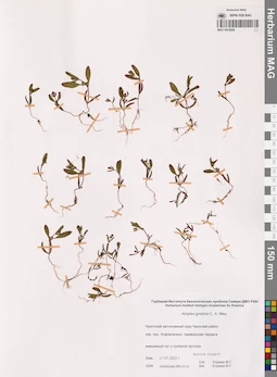 MAG 0015936