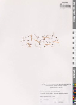 MAG 0015940