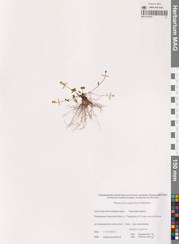 MAG 0015942