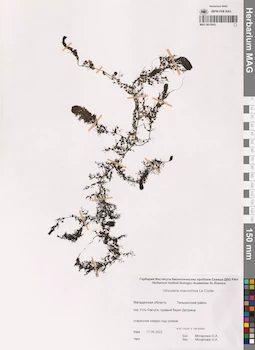 MAG 0015943