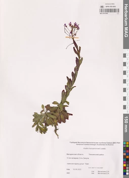 MAG 0015945