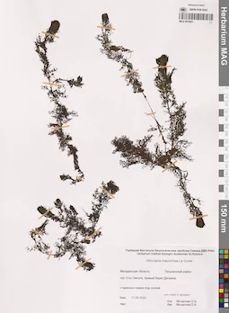 MAG 0015951