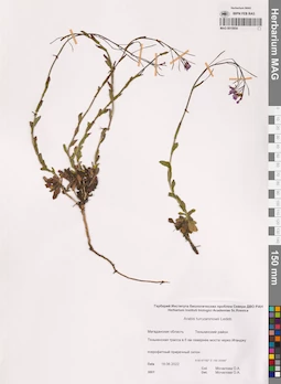 MAG 0015954