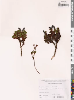 MAG 0015955