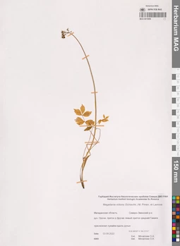 MAG 0015956