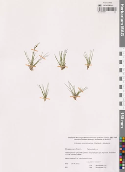 MAG 0015957