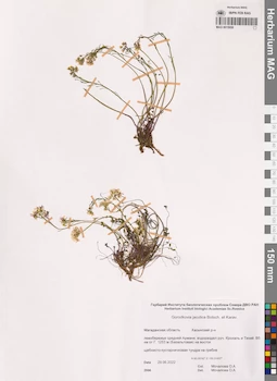 MAG 0015958