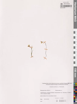 MAG 0015959
