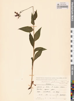 MAG 0016369