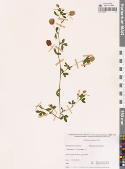MAG 0006603
