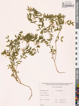 MAG 0010855