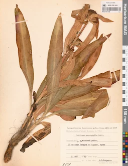 MAG 0011168