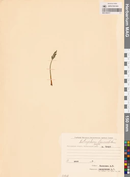 MAG 0002317