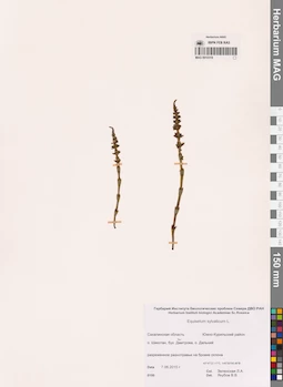 MAG 0010319