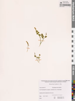 MAG 0012242