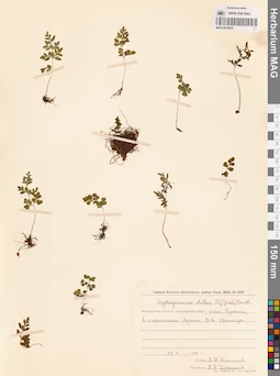 MAG 0012635