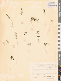 MAG 0012637