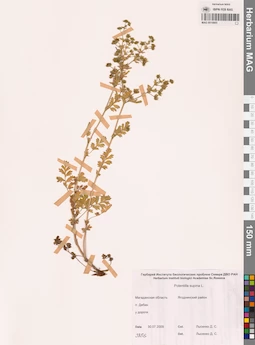 MAG 0010805
