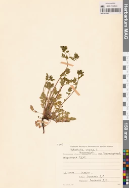 MAG 0010807