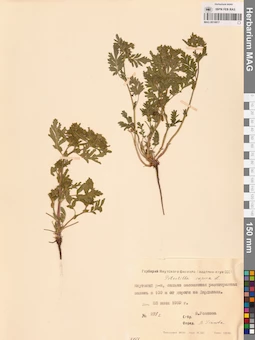 MAG 0010817