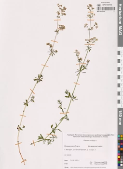 MAG 0013928