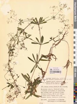 MAG 0014170