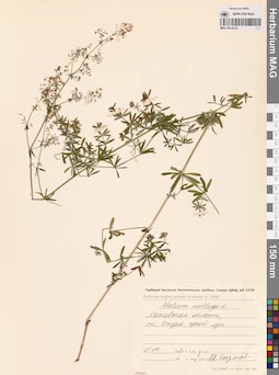 MAG 0014172