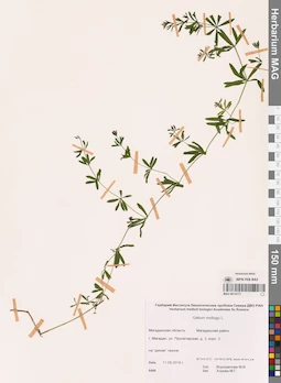 MAG 0014173