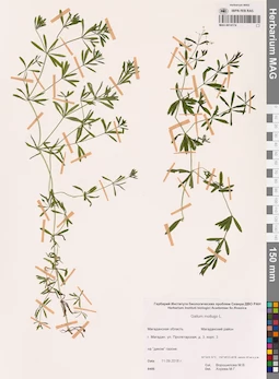 MAG 0014174